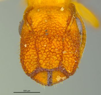 Media type: image;   Entomology 683212 Aspect: head frontal view